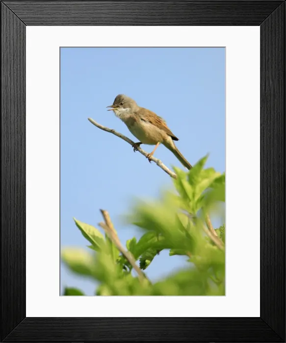 Framed Print : Whitethroat - male, singing from bush, Texel, Holland Framed Print : Whitethroat - male, singing from bush, Texel, Holland
