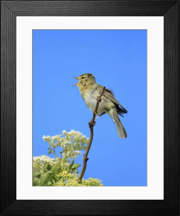 Framed Print : Willow Warbler - male, singing from flowering Elderberry, Texel, Holland Framed Print : Willow Warbler - male, singing from flowering Elderberry, Texel, Holland