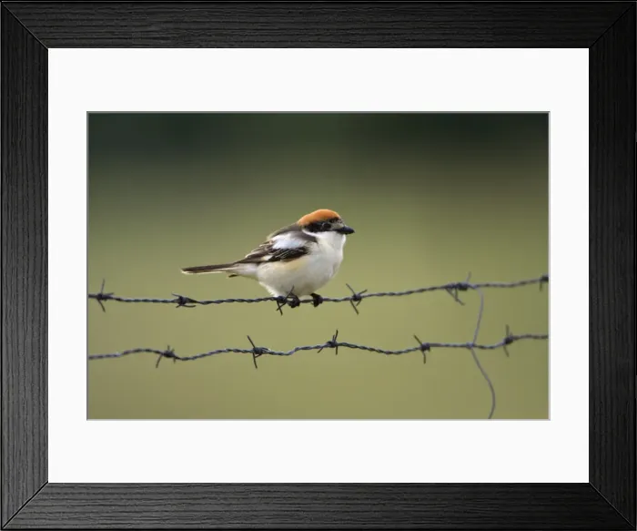 Framed Print : Woodchat Shrike - sitting on barbed wire fence, Alentejo, Portugal Framed Print : Woodchat Shrike - sitting on barbed wire fence, Alentejo, Portugal