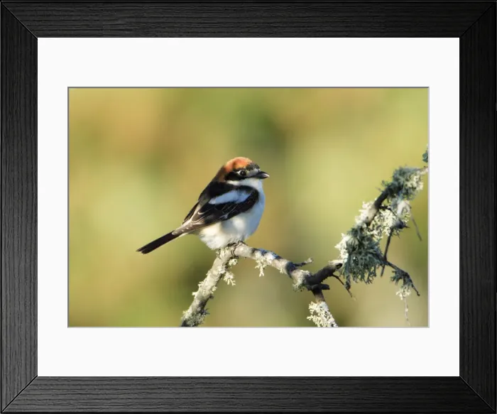 Framed Print : Woodchat Shrike - sitting on lichen covered branch, Alentejo, Portugal Framed Print : Woodchat Shrike - sitting on lichen covered branch, Alentejo, Portugal
