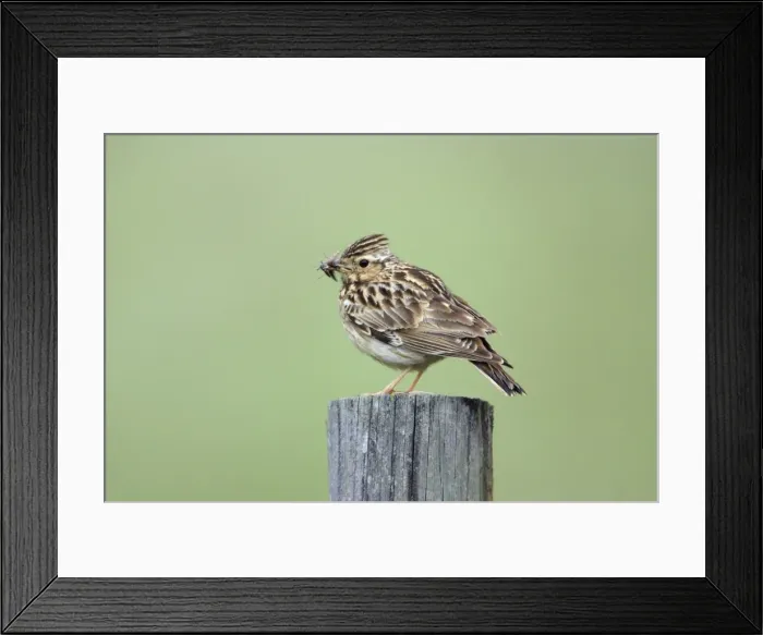 Framed Print : Woodlark - with food in beak, Alentejo, Portugal Framed Print : Woodlark - with food in beak, Alentejo, Portugal