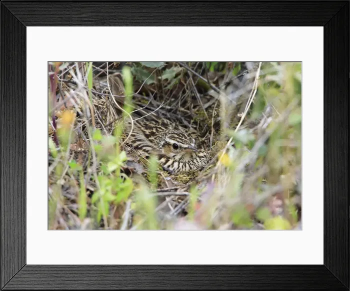 Framed Print : Woodlark - on nest, Alentejo, Portugal Framed Print : Woodlark - on nest, Alentejo, Portugal