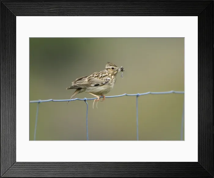 Framed Print : Woodlark - on fence, showing hind claws or spurs, Alentejo, Portugal Framed Print : Woodlark - on fence, showing hind claws or spurs, Alentejo, Portugal