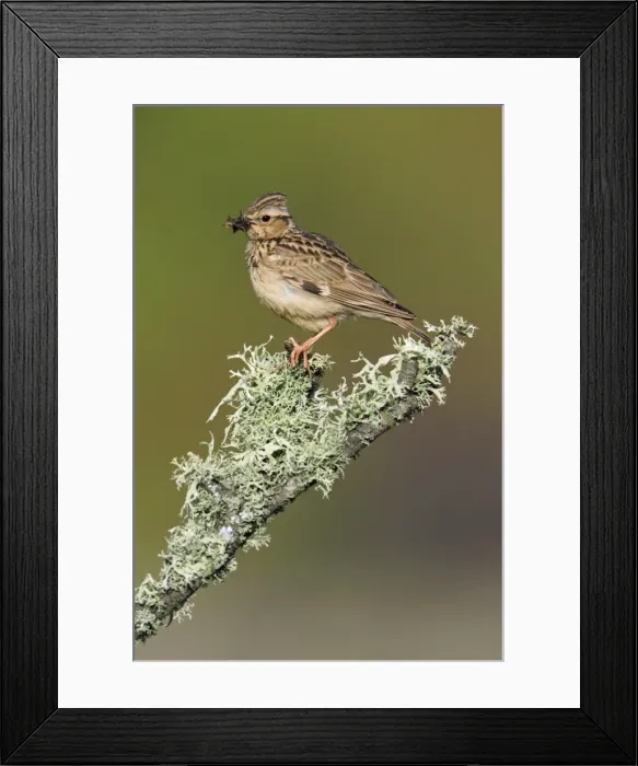Framed Print : Woodlark - perched on lichen covered branch, Alentejo, Portugal Framed Print : Woodlark - perched on lichen covered branch, Alentejo, Portugal
