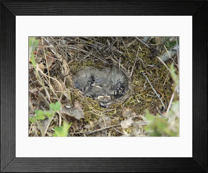 Framed Print : Woodlark - young chicks in nest, Alentejo, Portugal Framed Print : Woodlark - young chicks in nest, Alentejo, Portugal