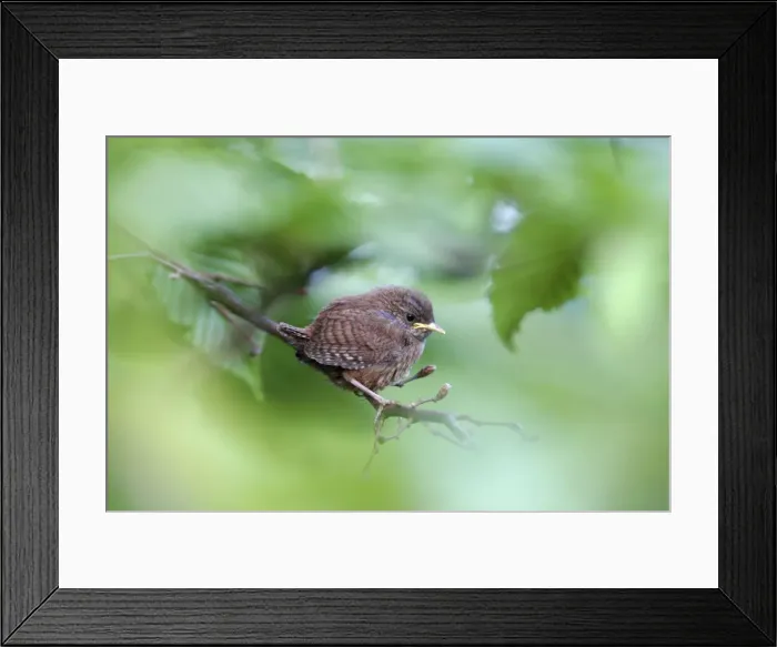 Framed Print : Wren - fledgling perched on branch, Lower Saxony, Germany Framed Print : Wren - fledgling perched on branch, Lower Saxony, Germany