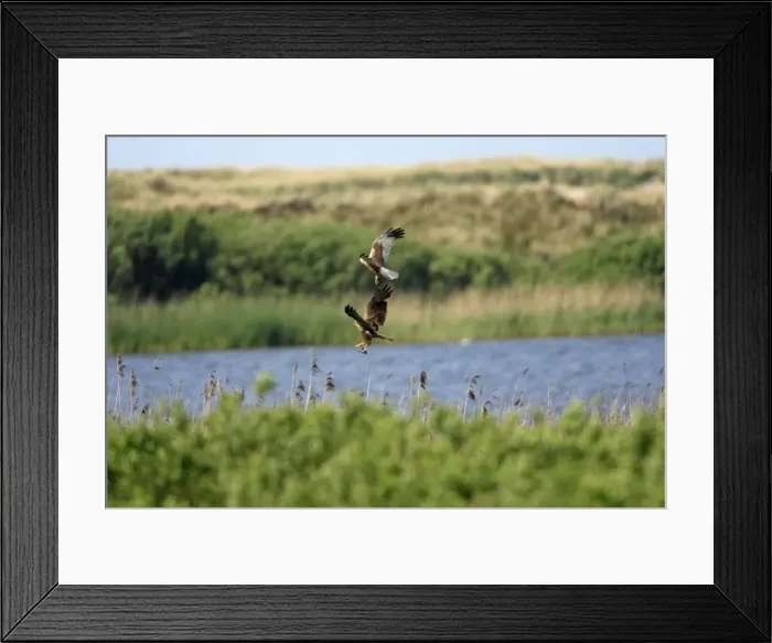 Framed Print : Marsh Harrier - Male passing food to female in flight - above nest - Texel -Holland Framed Print : Marsh Harrier - Male passing food to female in flight - above nest - Texel -Holland
