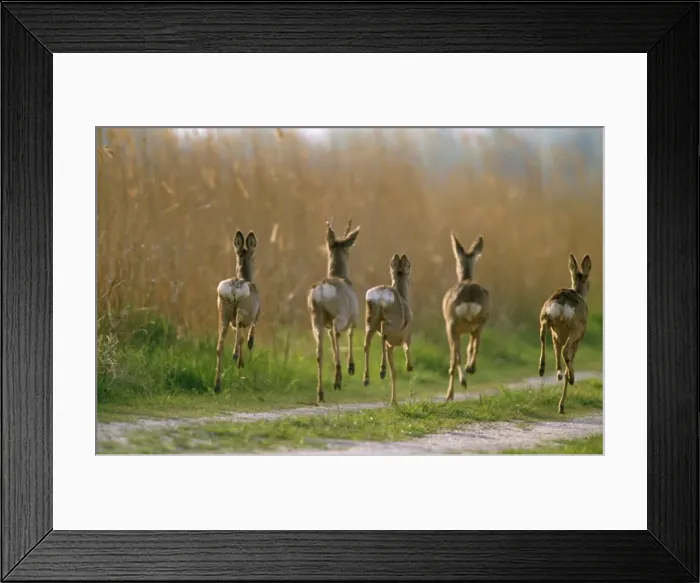 Framed Print : Roe Deer - bucks & does in flight of danger Framed Print : Roe Deer - bucks & does in flight of danger