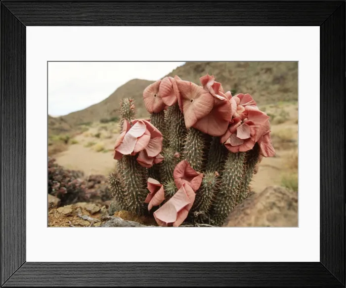 Framed Print : Hoodia In flower, Richtersveld National Park, South Africa Framed Print : Hoodia In flower, Richtersveld National Park, South Africa