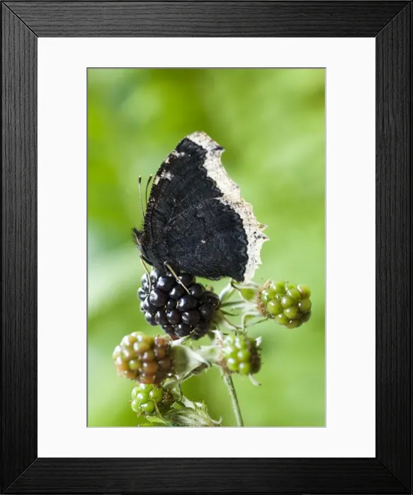 Framed Print : Camberwell beauty - on dewberry Framed Print : Camberwell beauty - on dewberry