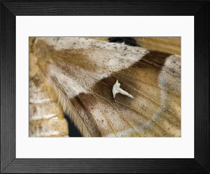 Framed Print : Tau emperor - Close-up of Wings of female Framed Print : Tau emperor - Close-up of Wings of female