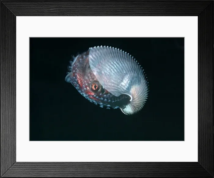 Framed Print : Paper Nautilus - found swimming in 21 meters down a drop off Quatar, Arabian Gulf Framed Print : Paper Nautilus - found swimming in 21 meters down a drop off Quatar, Arabian Gulf