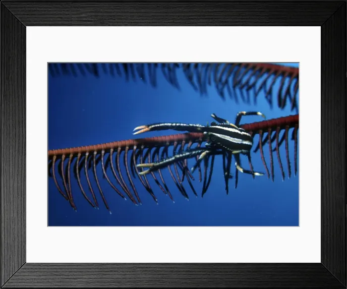 Framed Print : Elegant Squat Lobster - these tiny lobsters live in the arms of a feather star. They feed on microorganisms attracted by their plankton eating host. Komodo Marine National Park. Indonesia Framed Print : Elegant Squat Lobster - these tiny lobsters live in the arms of a feather star. They feed on microorganisms attracted by their plankton eating host. Komodo Marine National Park. Indonesia
