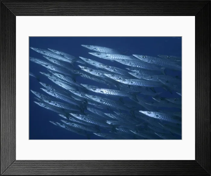 Framed Print : Barracuda - usually found swimming in large shoals along reef dropoffs, these fish are merciless hunters. Cormerant Pass, Great Barrier Reef, Australia Framed Print : Barracuda - usually found swimming in large shoals along reef dropoffs, these fish are merciless hunters. Cormerant Pass, Great Barrier Reef, Australia