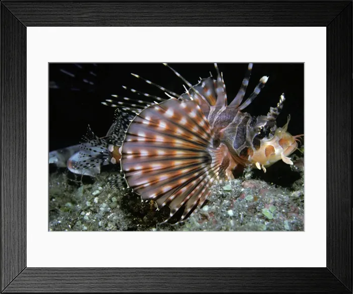 Framed Print : Zebra Scorpionfish - like all scorpion fish it carries venomous dorsal spines. Komodo Island, Indonesia Framed Print : Zebra Scorpionfish - like all scorpion fish it carries venomous dorsal spines. Komodo Island, Indonesia
