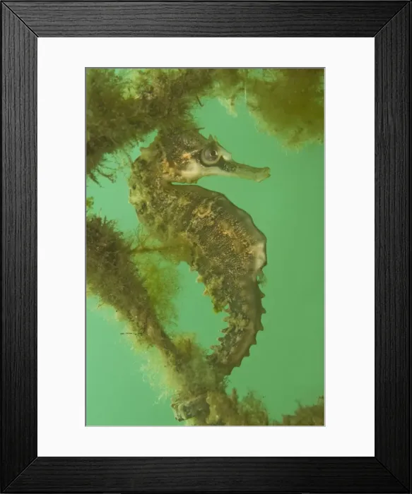 Framed Print : Seahorse - male - Commonly seen in bays and sheltered areas - Sydney Harbour, Australia Framed Print : Seahorse - male - Commonly seen in bays and sheltered areas - Sydney Harbour, Australia