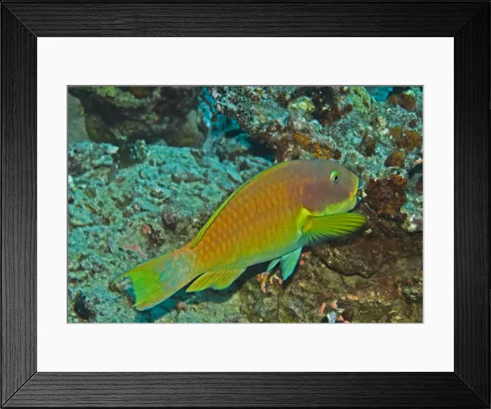 Framed Print : Parrotfish - Carrying away a piece of what looks like coral in it's mouth. Very unusual behavour. Papua New Guinea Framed Print : Parrotfish - Carrying away a piece of what looks like coral in it's mouth. Very unusual behavour. Papua New Guinea
