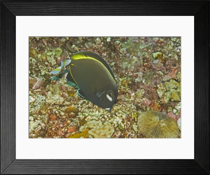 Framed Print : Goldrim Surgeonfish - An aggressive species found along outer reef areas just below the surge line. Feeds on filamentous algae - Papua New Guinea Framed Print : Goldrim Surgeonfish - An aggressive species found along outer reef areas just below the surge line. Feeds on filamentous algae - Papua New Guinea