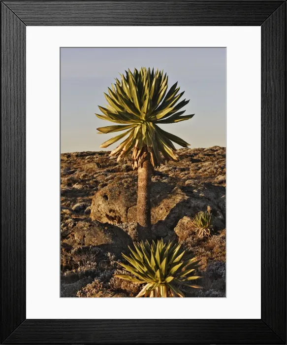 Framed Print : Giant Lobelia. Bale Mountains - Ethiopia. 4000 m- 4300 m Framed Print : Giant Lobelia. Bale Mountains - Ethiopia. 4000 m- 4300 m