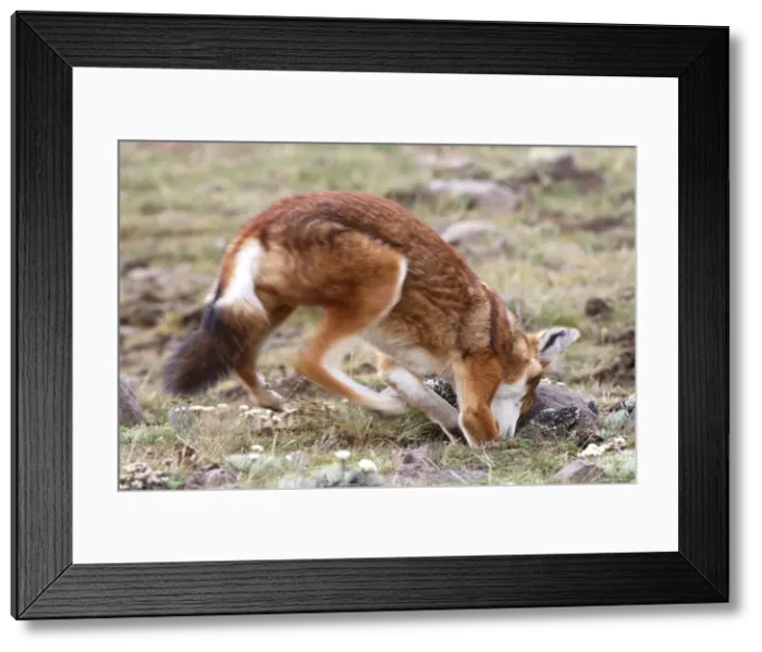 Framed Print : Abyssinian / Ethiopian Wolf / Simien Jackal / Simien Fox - hunting molerat. Endangered. Bale Mountains - Ethiopia. 4000 m - 4300 m Framed Print : Abyssinian / Ethiopian Wolf / Simien Jackal / Simien Fox - hunting molerat. Endangered. Bale Mountains - Ethiopia. 4000 m - 4300 m