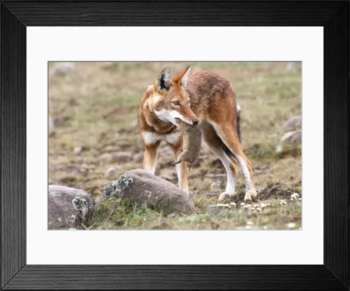 Framed Print : Abyssinian / Ethiopian Wolf / Simien Jackal / Simien Fox - hunting molerat. Endangered. Bale Mountains - Ethiopia. 4000 m - 4300 m Framed Print : Abyssinian / Ethiopian Wolf / Simien Jackal / Simien Fox - hunting molerat. Endangered. Bale Mountains - Ethiopia. 4000 m - 4300 m