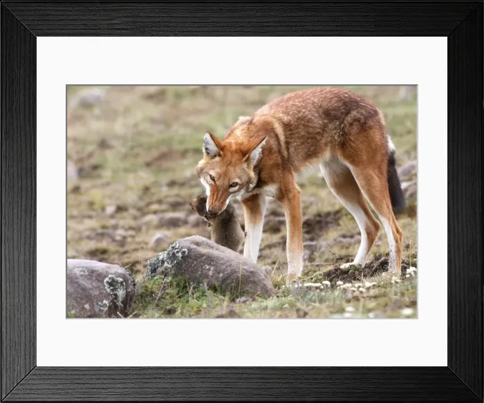 Framed Print : Abyssinian / Ethiopian Wolf / Simien Jackal / Simien Fox - eating molerat. Endangered. Bale Mountains - Ethiopia. 4000 m - 4300 m Framed Print : Abyssinian / Ethiopian Wolf / Simien Jackal / Simien Fox - eating molerat. Endangered. Bale Mountains - Ethiopia. 4000 m - 4300 m