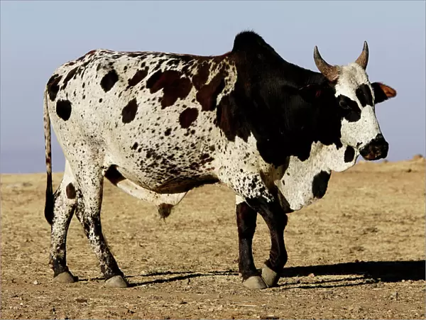 Zebu Cattle. Axoum - Ethiopia