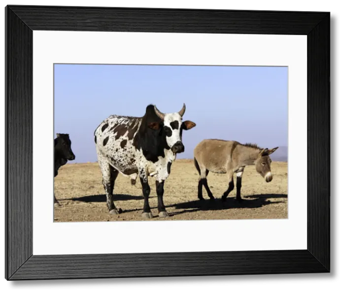 Framed Print : Zebu Cattle and Donkey. Axoum - Ethiopia Framed Print : Zebu Cattle and Donkey. Axoum - Ethiopia