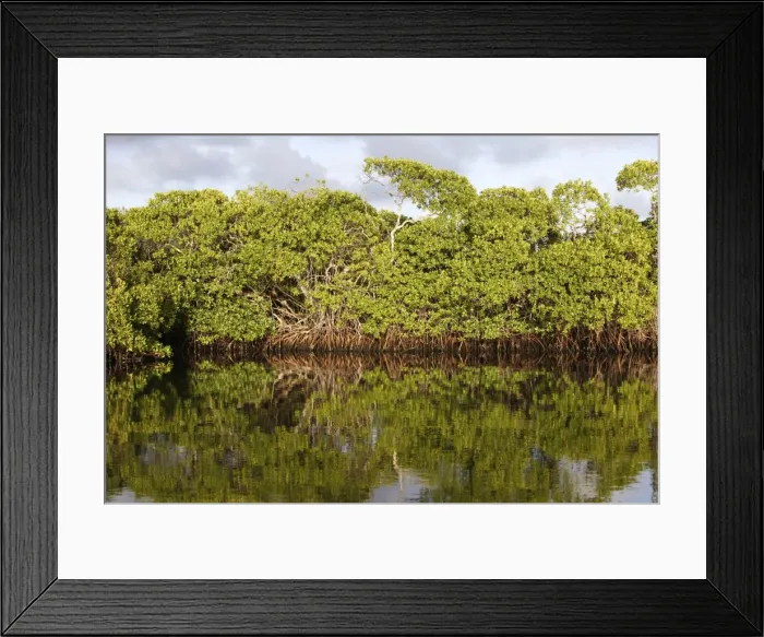 Framed Print : Red mangrove. Coro Pennisula - Venezuela Framed Print : Red mangrove. Coro Pennisula - Venezuela