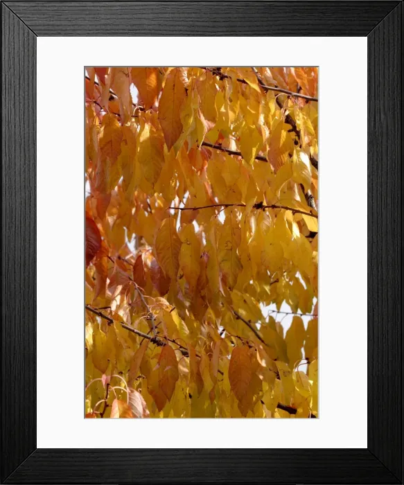 Framed Print : Cherrys leaves in autumn. Alsace - France Framed Print : Cherrys leaves in autumn. Alsace - France