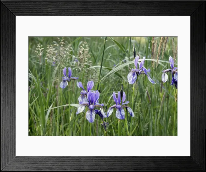 Framed Print : Siberian Iris - found in the black peaty soil of the Alsace region. France Framed Print : Siberian Iris - found in the black peaty soil of the Alsace region. France