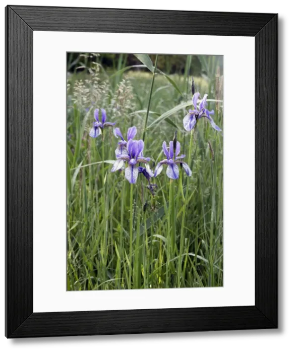 Framed Print : Siberian Iris - found in the black peaty soil of the Alsace region. France Framed Print : Siberian Iris - found in the black peaty soil of the Alsace region. France