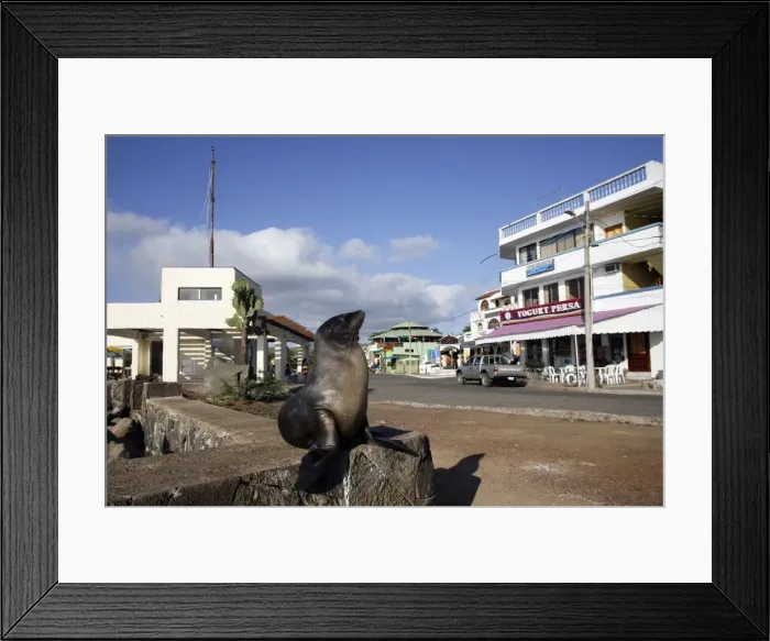 Framed Print : Galapagos Sealion Baquerizo Moreno - captital of the Galapagos - San Cristobal island. Galapagos islands Framed Print : Galapagos Sealion Baquerizo Moreno - captital of the Galapagos - San Cristobal island. Galapagos islands