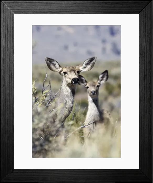Framed Print : Mule / Blacktail deer - female and young Ponderosa Ranch - Seneca - Oregon - USA Framed Print : Mule / Blacktail deer - female and young Ponderosa Ranch - Seneca - Oregon - USA