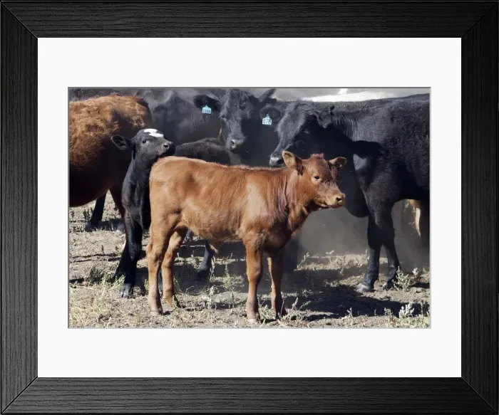 Framed Print : Angus / Charolais Cattle Ponderosa Ranch - Seneca - Oregon - USA Framed Print : Angus / Charolais Cattle Ponderosa Ranch - Seneca - Oregon - USA