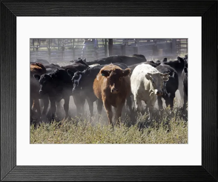 Framed Print : Angus / Charolais Cattle. Ponderosa Ranch - Seneca - Oregon - USA Framed Print : Angus / Charolais Cattle. Ponderosa Ranch - Seneca - Oregon - USA