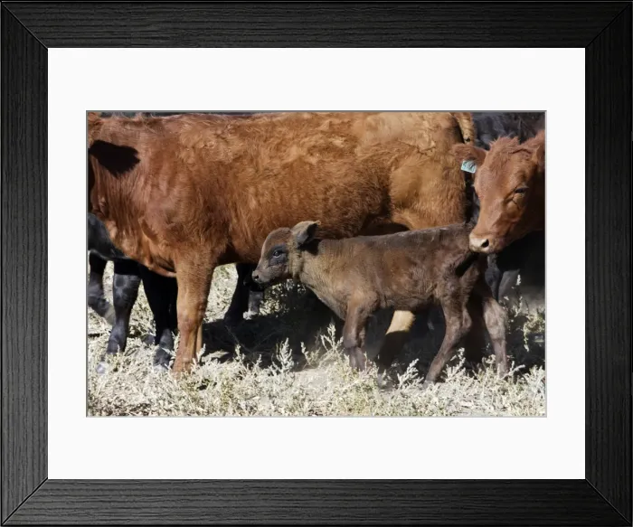 Framed Print : Angus / Charolais Cattle - calf. Ponderosa Ranch - Seneca - Oregon - USA Framed Print : Angus / Charolais Cattle - calf. Ponderosa Ranch - Seneca - Oregon - USA