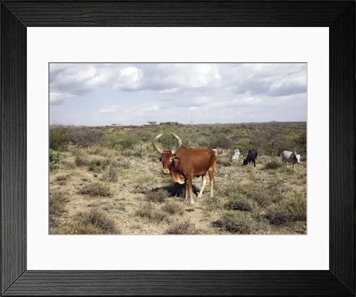 Framed Print : Zebus. Gidole - Ethiopia Framed Print : Zebus. Gidole - Ethiopia