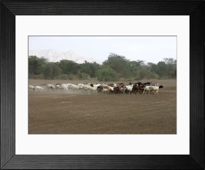 Framed Print : Goats in the Karo area - Lower basin of Oma River - South Ethiopia showing desertification Framed Print : Goats in the Karo area - Lower basin of Oma River - South Ethiopia showing desertification