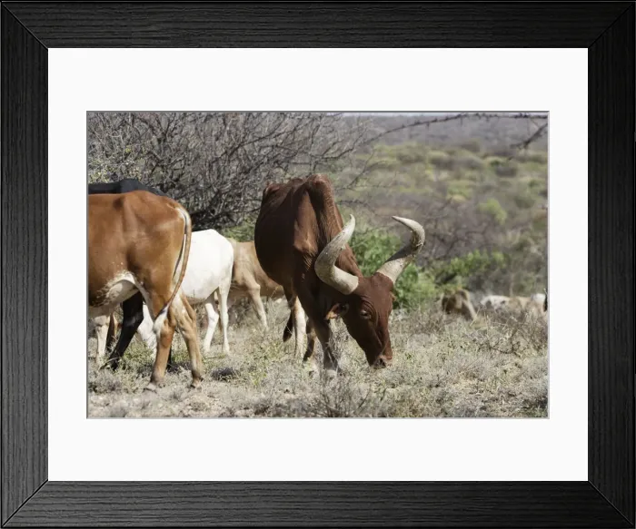 Framed Print : Zebu - cattle of the Hamer tribe. Lower basin of Omo River - South Ethiopia Framed Print : Zebu - cattle of the Hamer tribe. Lower basin of Omo River - South Ethiopia