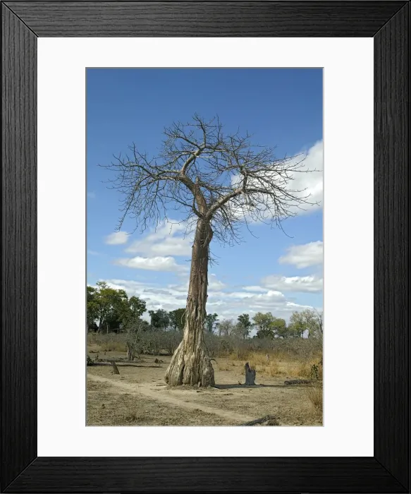 Framed Print : Baobab - South Luangwa Valley - Zambia Framed Print : Baobab - South Luangwa Valley - Zambia