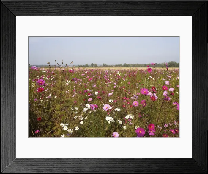 Framed Print : Fallow Land - wild flowers including Cosmos and cornflowers Instigated by the co-operation of hunters and farmers in Haute Saone - Province of Luxeuil Framed Print : Fallow Land - wild flowers including Cosmos and cornflowers Instigated by the co-operation of hunters and farmers in Haute Saone - Province of Luxeuil