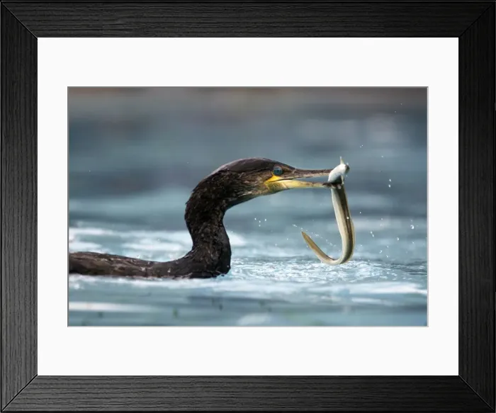 Framed Print : Great Cormorant - with eel. Alsace - France Framed Print : Great Cormorant - with eel. Alsace - France