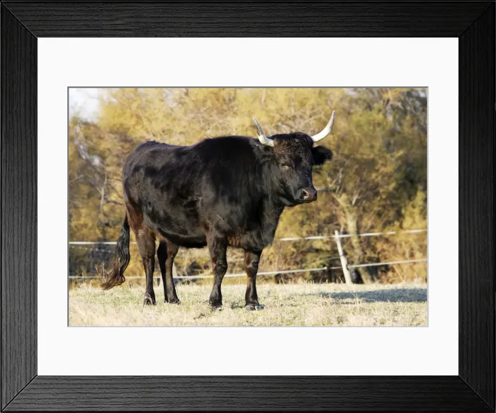 Framed Print : Camargue bull. Saintes Maries de la Mer - Camargue - France Framed Print : Camargue bull. Saintes Maries de la Mer - Camargue - France