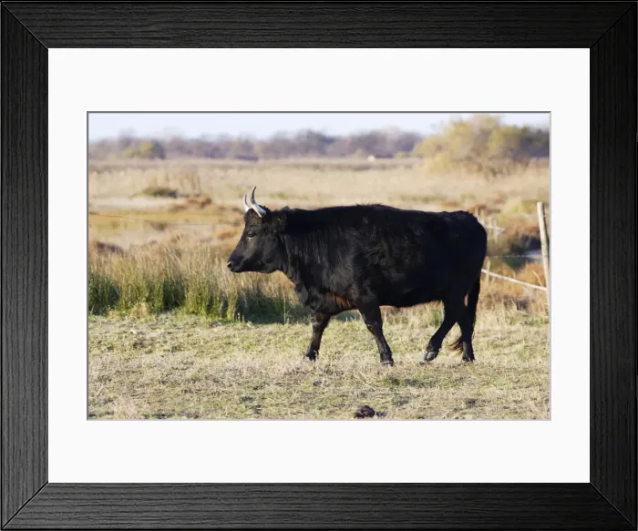 Framed Print : Camargue bull. Saintes Maries de la Mer - Camargue - France Framed Print : Camargue bull. Saintes Maries de la Mer - Camargue - France