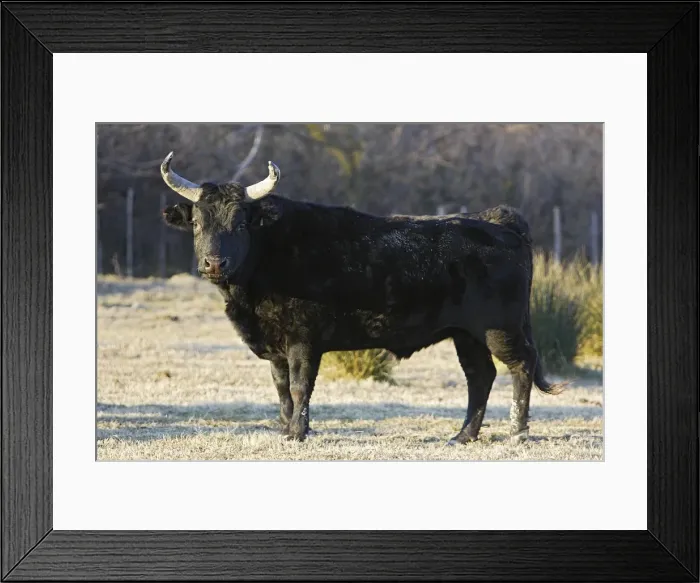 Framed Print : Camargue bull. Saintes Maries de la Mer - Camargue - France Framed Print : Camargue bull. Saintes Maries de la Mer - Camargue - France