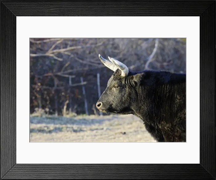 Framed Print : Camargue bull. Saintes Maries de la Mer - Camargue - France Framed Print : Camargue bull. Saintes Maries de la Mer - Camargue - France