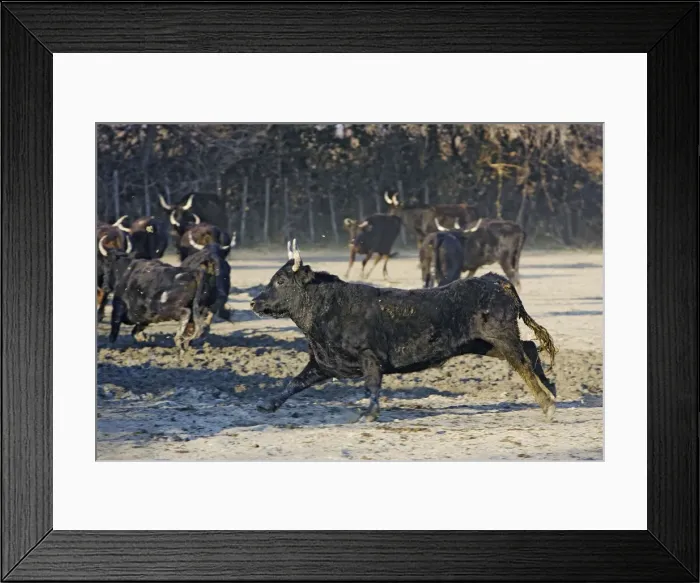 Framed Print : Camargue Cattle - mixture of cows & bulls. Saintes Maries de la Mer - Camargue - France Framed Print : Camargue Cattle - mixture of cows & bulls. Saintes Maries de la Mer - Camargue - France