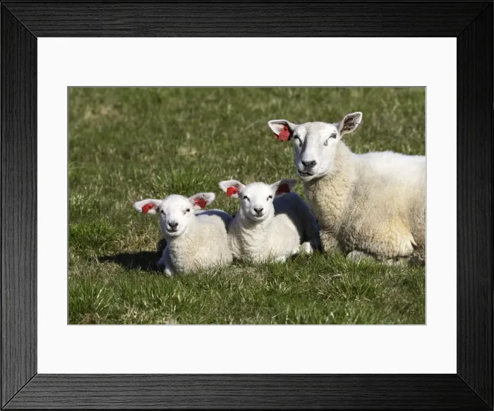 Framed Print : Sheep - adult and two lambs with tags in ears. Norway Framed Print : Sheep - adult and two lambs with tags in ears. Norway