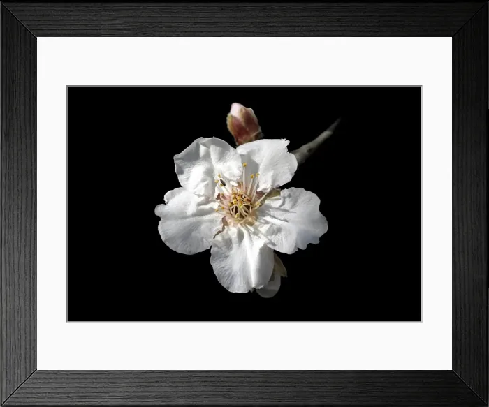 Framed Print : Almond flower. Provence - France Framed Print : Almond flower. Provence - France